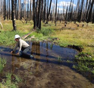 Woman wearing a white hard hat and uniform kneels in water with burned trees in the background.