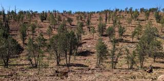 A view of a treated area from the dude fire shows spacing of live new growth among a serval dead standing trees.