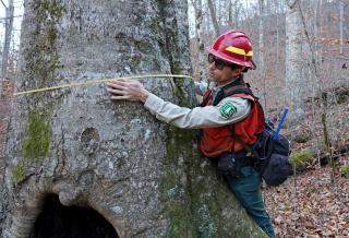 Silviculturist Wes Sprinkle in hard hat, vest, field uniform, uses a tape measure to ascertain width of large American beech tree.