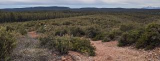 A wide photo of a large area of land that has been treated against a denser untreated area of land in the foreground displays the impact of reforestation treatments.