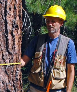 A man in a hard hat and work vest holds a tape measure around the trunk of a pine tree.
