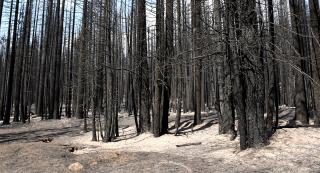 Bare blacked trees stand over a thick coat of ashes on the forest floor.