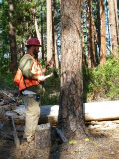 Chris Fettig, in field uniform, hard hat and safety vest, removes bark from a ponderosa pine.
