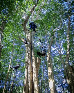 Tree-climbing workshop participants hang from tall trees in harnesses and ropes.