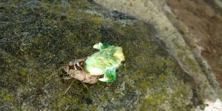 A green cicada insect with big eyes emerges from a papery brown exoskeleton.