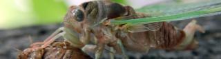 Closeup of a cicada resting on its exoskeleton.