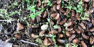 Ground covered in papery insect exoskeletons with a few cicada nymphs and adults.