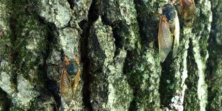 Two adult cicadas cling to the bark of a tree.