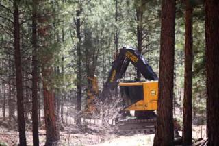 Image shows a large piece of construction equipment in a forest cutting down small saplings.