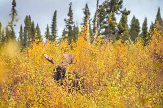 Image shows a moose surrounded by new growth browse in a clearing in a forest.