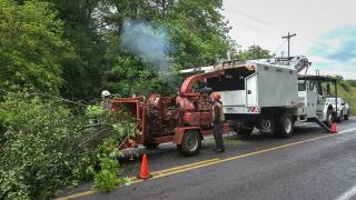 Workers feed branches into a chipping machine underneath a power line on a road.