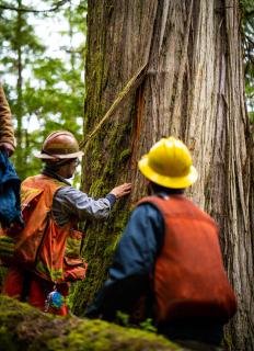 People in safety gear (hard hats, orange vests) examining a tree in Tongass National Forest.
