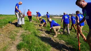 Image shows a series of men and women planting white oak seedlings in a field.
