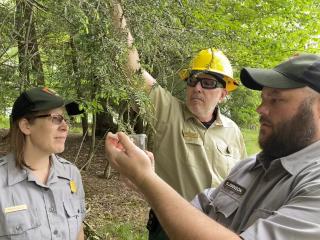 A woman and two men in Forest Service uniform inspect treee branches