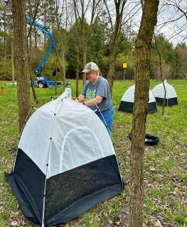 Kirsten Lehtoma, wearing baseball cap, jeans and T-shirt, sets up a tent to trap emerging sawfly. Two more are behind her.