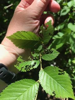 Close-up: Hand wearing watch holds up elm leaves, many of which have zigzag patterns on the edges from the invasive sawfly.