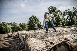 A man preparing white oak tree trunks for milling