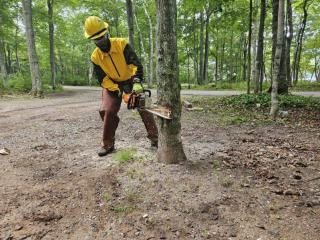 A young man, wearing safety gear uses a chainsaw to cut down a tree in the forest