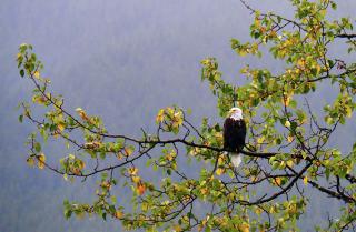 A Bald Eagle resting on a tree brach.