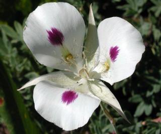 A closeup of a flower having three rounded petals with a single large purple dot in the center of each.