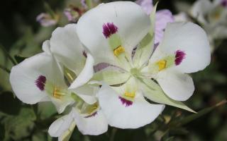 A closeup of a flower bunch with 3 rounded white petals having a single purple spot in the center of each, and 3 spear like petals between each of the rounded petals.