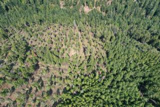 An aerial view of a forest landscape showing an area with ground fuels removed and trees spaced out more than the trees surrounding it.