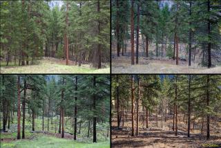 A sequence of photos from the same forest stand over time. The top left photo shows a dense, untreated forest. The top right photo shows the same stand after thinning, in which some trees were removed. The bottom left shows the thinned stand after a prescribed burn, which further reduces vegetation and removes built up material on the forest floor. The bottom right photo shows the stand after a wildfire burned through the treated area.