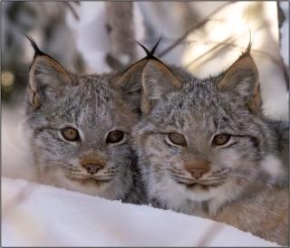 Two lynx kittens, huddled in the snow