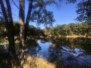 A view of a forest. In the mid-ground, a lake can be seen