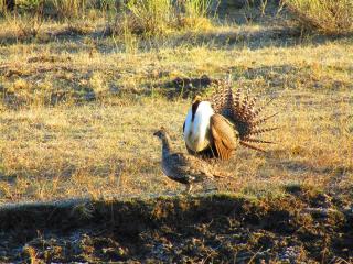 Image shows a male sage grouse courting a female sage grouse on the prairie.
