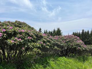 Image shows flowering rhododendrons in a meadow.