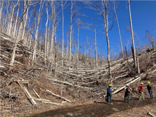 Image shows several people standing at the foot of a pile of downed trees.