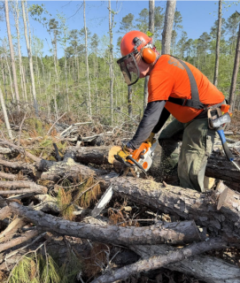 Image shows a man wearing safety equipment cutting logs with a chainsaw.