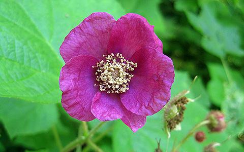 Flowering Raspberry (Rubus odoratus L.)
