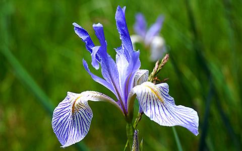 Western Blue Flag Iris, Iris missouriensis.