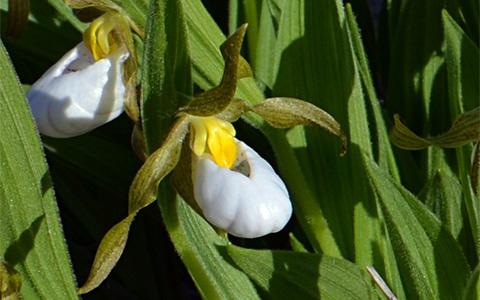 White Lady Slipper Orchid, Cypripedium candidum.