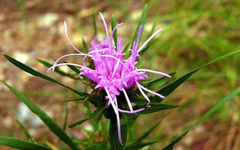 Ouachita blazing star, Liatris compacta flower