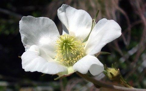 A closeup of the white flower of the Apache Plume plant.