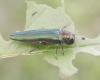 Emerald Ash Borer
