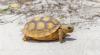 a turtle