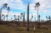 A stand of trees with heavy damage from Hurricane Michael