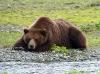 An adult brown bear resting along the rocky bank of a stream.