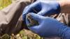 Two gloved hands hold an endangered toad.