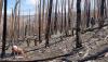 This landscape shows some of the extent of the damage to the Black Hollow site. Restoration crews are working to transplant seedlings to suitable areas within the fire scar to reduce nutrient runoff to the watershed below.
