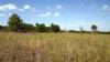 A waving sea of green grass with clear skies overhead and a few small tress on the horizon.