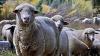 Sheep grazing in amongst trees
