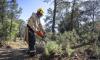 Sawdust flies as a monk in full robe and protective equipment cuts down a small tree with a chainsaw.