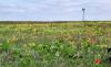 Image shows a field of prairie grasses and wildflowers with an old-style wind-powered well tower on the horizon.