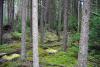 Image shows a dense, dark forest with moss along the ground.