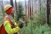 Image shows a man in high visibility clothing and a hard hat holding a notebook and looking up at the red pines surrounding him.